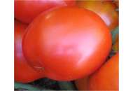 ЦРХ 31008 F1 (CRX 31008 F1) - томат детермінантний, 1 000 насінь, Agri Saaten (Агрі Заатен) Німеччина фото, цiна